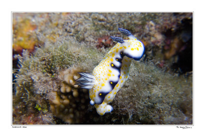 07_01193-nudibranch fond blanc-.jpg