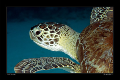 06_20121-tortue-bahamas-fond noir-.jpg