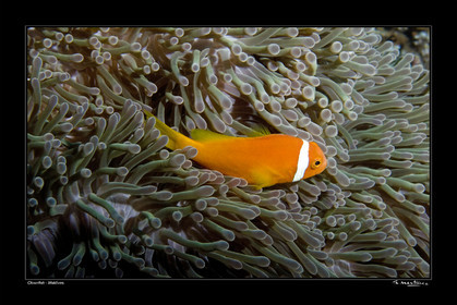 07_04536-clownfish fond noir-.jpg