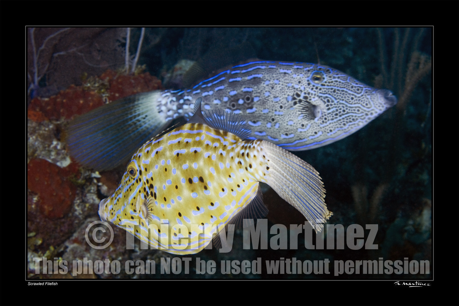 08_ Scrawled Filefish fond noir-.jpg