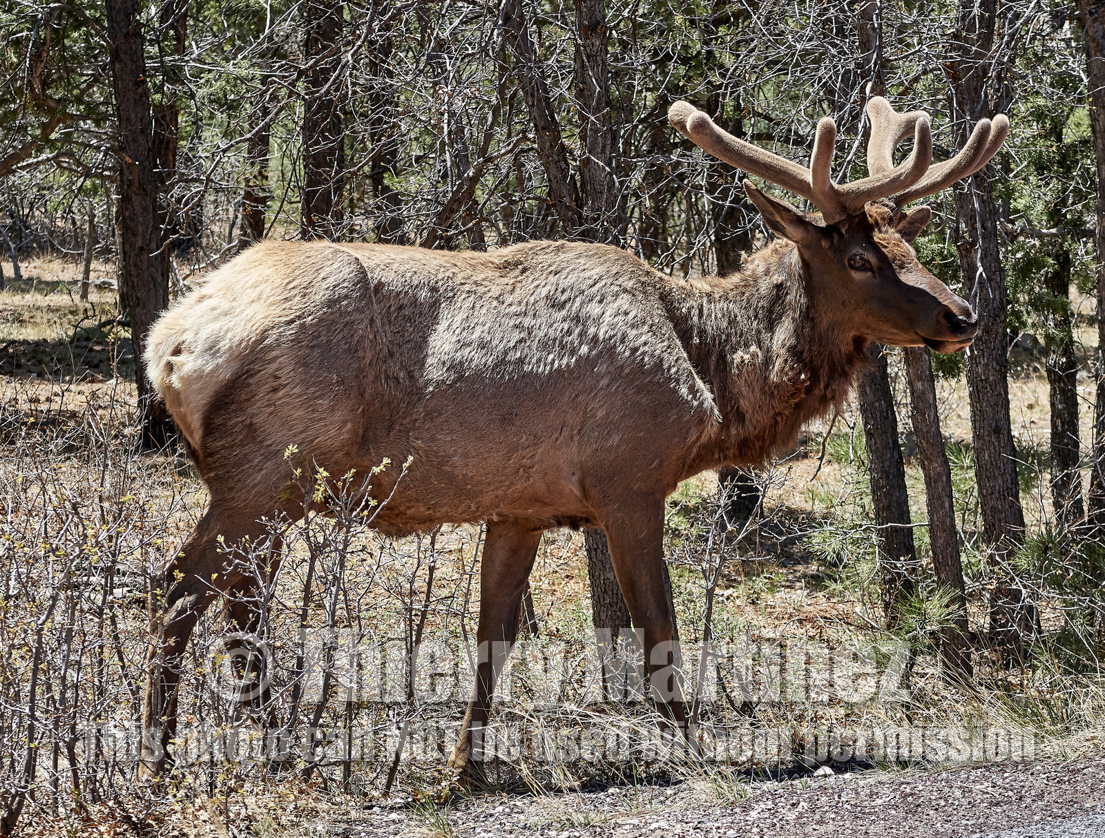 THM-18_058084-GRAND CANYON