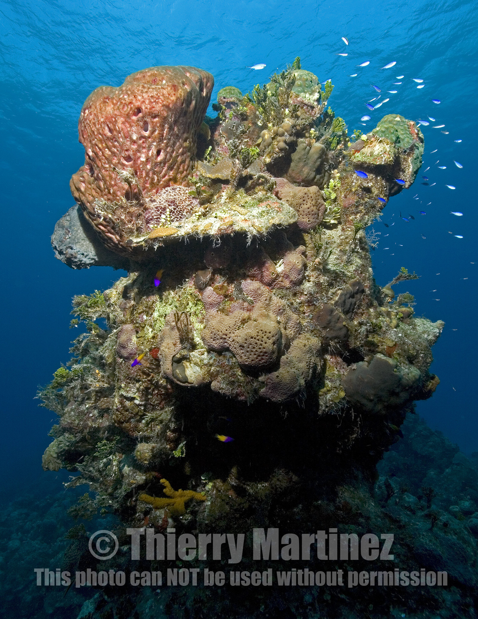 DIVING IN BAHAMAS. Dec 2006.