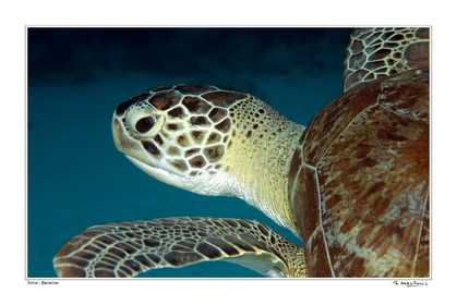 06_20121-tortue-bahamas-fond blanc-.jpg
