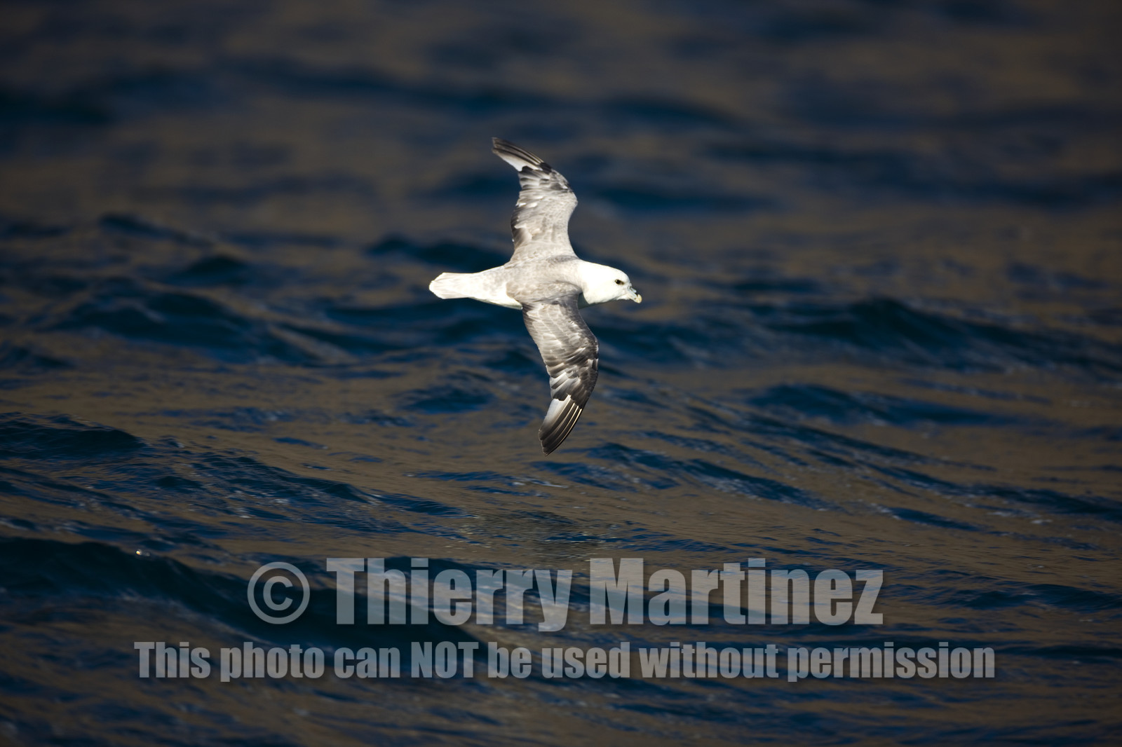 Schooner LA LOUISE sailing on west coast of Greenland.