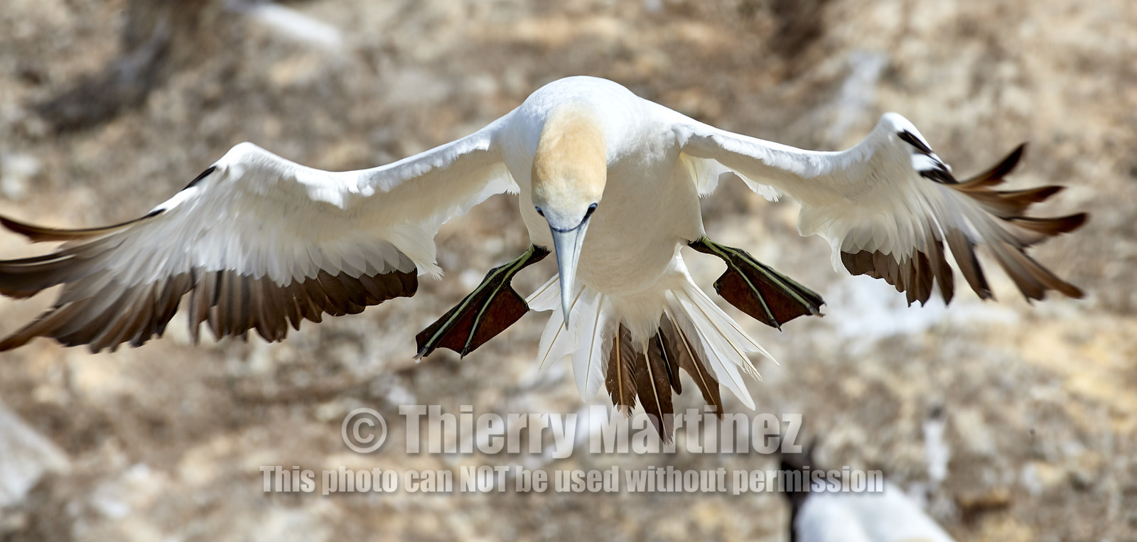 18_030471  ©ThMartinez Sea&Co.  MURIWAI BEACH - NORTH ISLAND. NEW ZEALAND . 11 March  2018. .Gannet ..