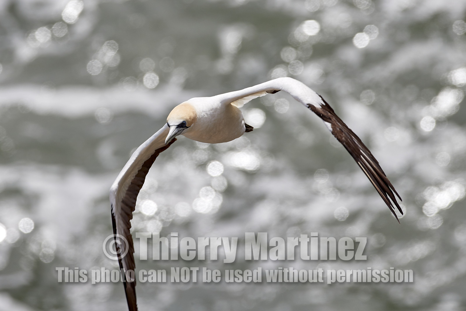 18_030435  ©ThMartinez Sea&Co.  MURIWAI BEACH - NORTH ISLAND. NEW ZEALAND . 11 March  2018. .Gannet ..