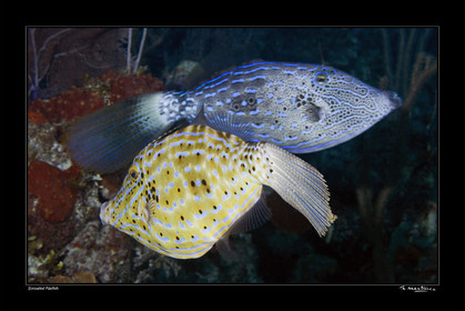 08_ Scrawled Filefish fond noir-.jpg
