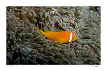 07_04536-clownfish fond blanc-.jpg
