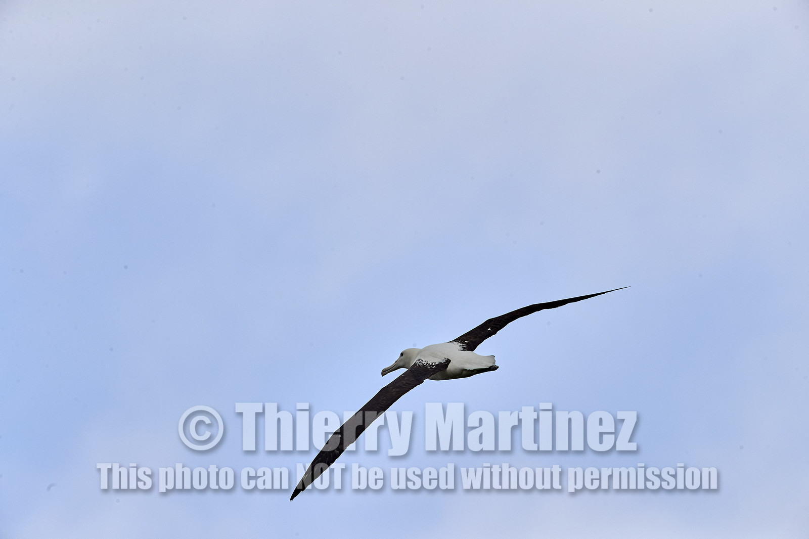 18_025191-Royal Alabtros