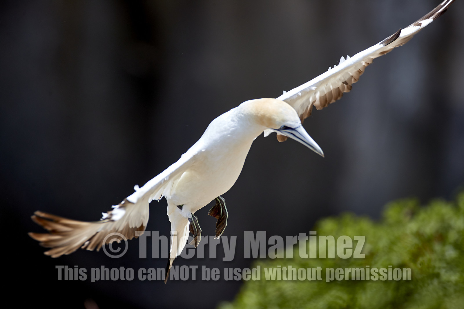 18_030233  ©ThMartinez Sea&Co.  MURIWAI BEACH - NORTH ISLAND. NEW ZEALAND . 11 March  2018. .Gannet ..