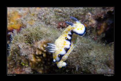 07_01193-nudibranch fond noir-.jpg