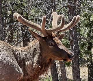 THM-18_058084-GRAND CANYON