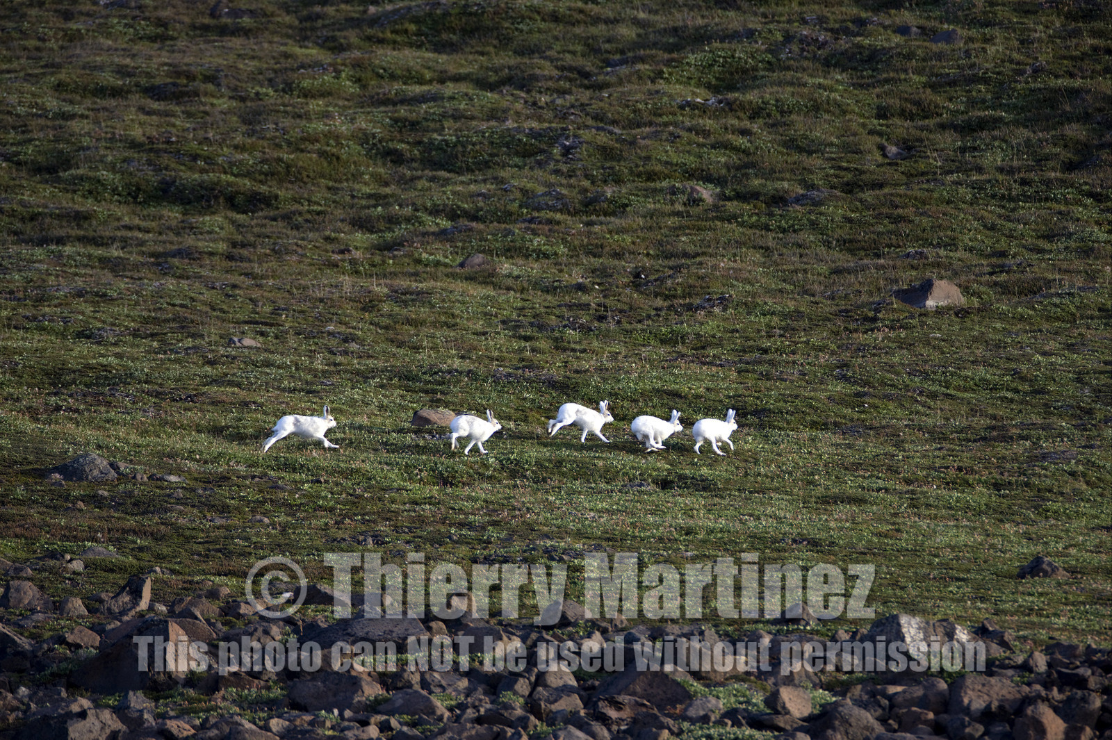 Schooner LA LOUISE sailing on west coast of Greenland.