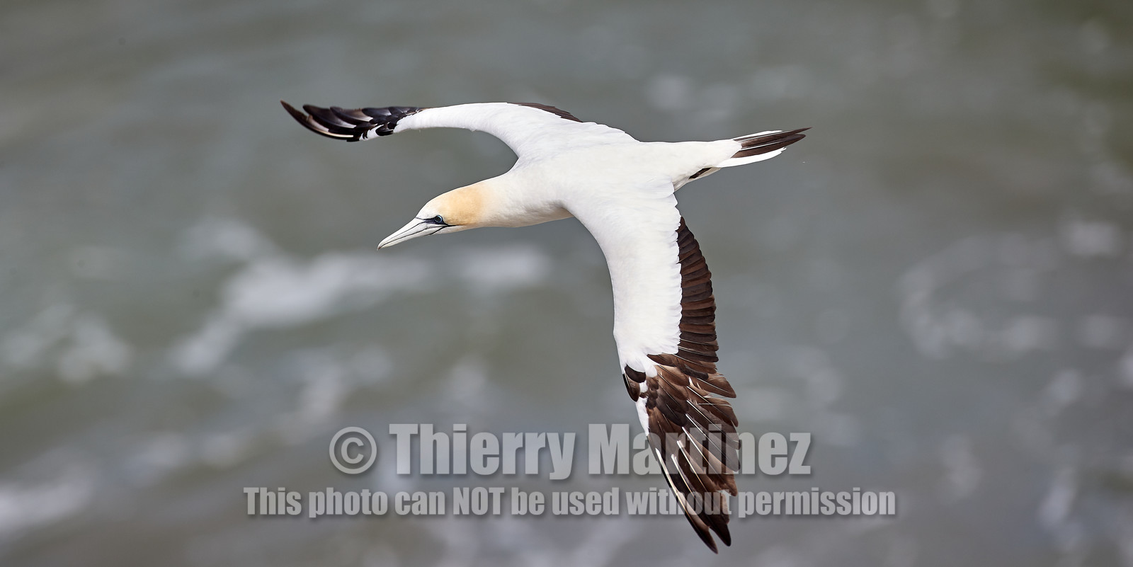 18_029143  ©ThMartinez Sea&Co.  MURIWAI BEACH - NORTH ISLAND. NEW ZEALAND . 11 March  2018. .Gannet ..