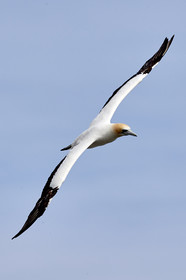 18_029218  ©ThMartinez Sea&Co.  MURIWAI BEACH - NORTH ISLAND. NEW ZEALAND . 11 March  2018. .Gannet ..