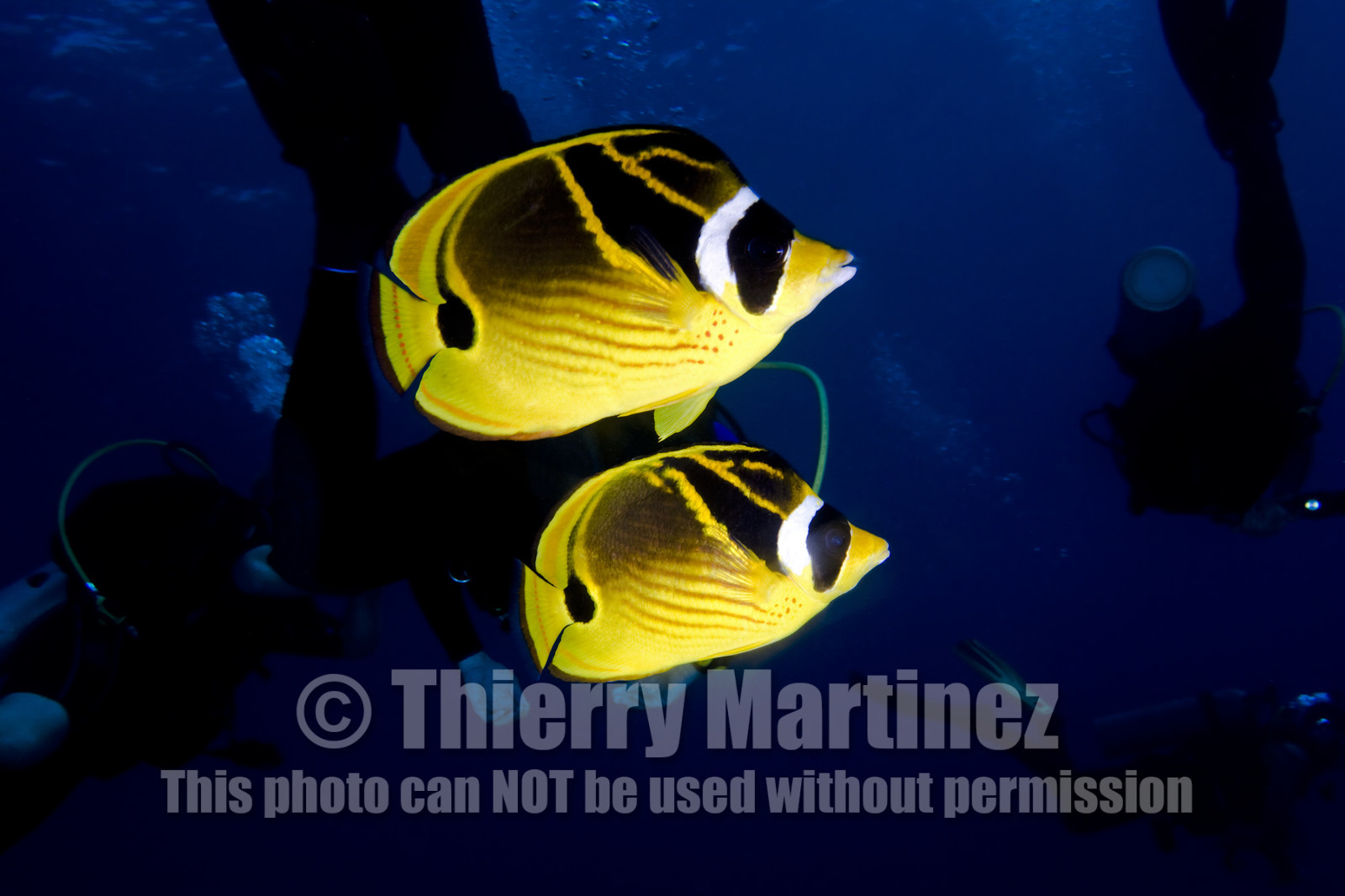 Diving in Lanai- Hawaii.