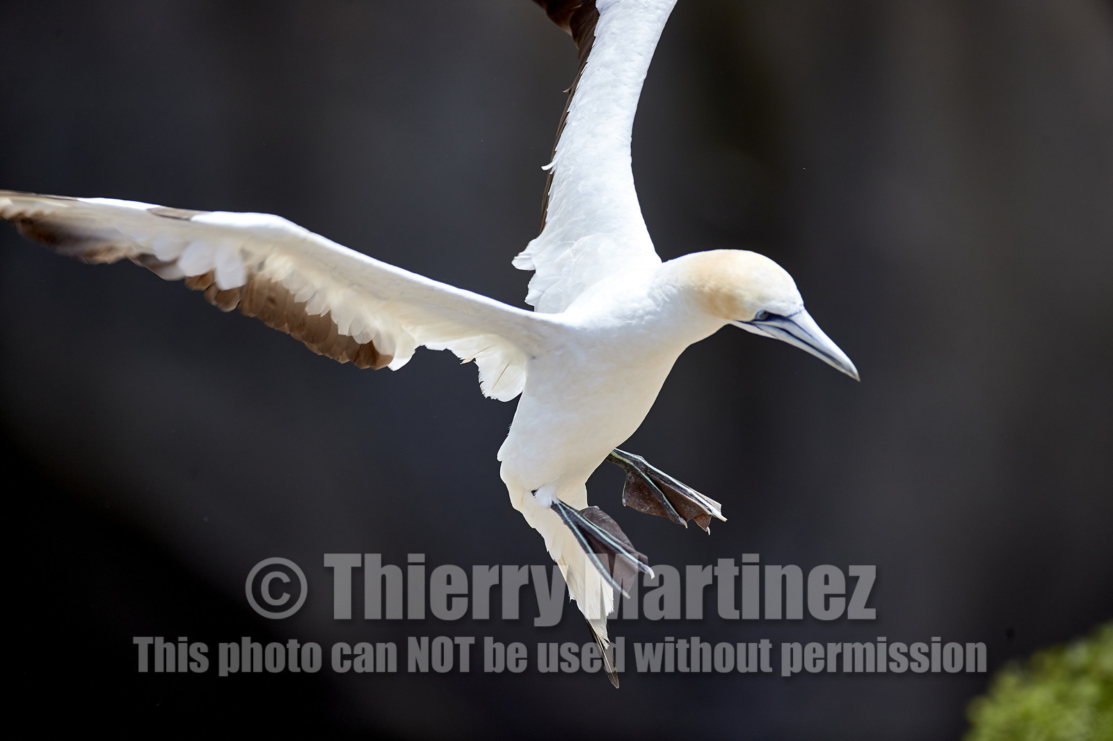 18_030232  ©ThMartinez Sea&Co.  MURIWAI BEACH - NORTH ISLAND. NEW ZEALAND . 11 March  2018. .Gannet ..