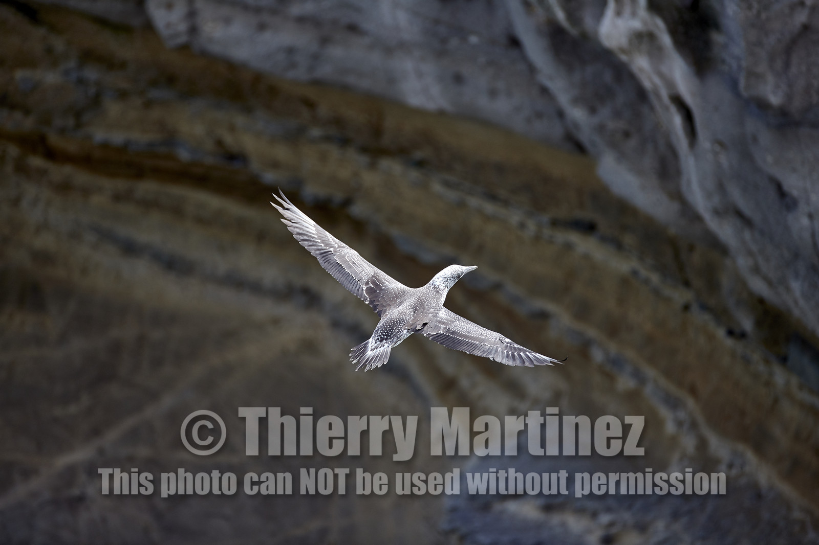 18_030474  ©ThMartinez Sea&Co.  MURIWAI BEACH - NORTH ISLAND. NEW ZEALAND . 11 March  2018. .Gannet ..