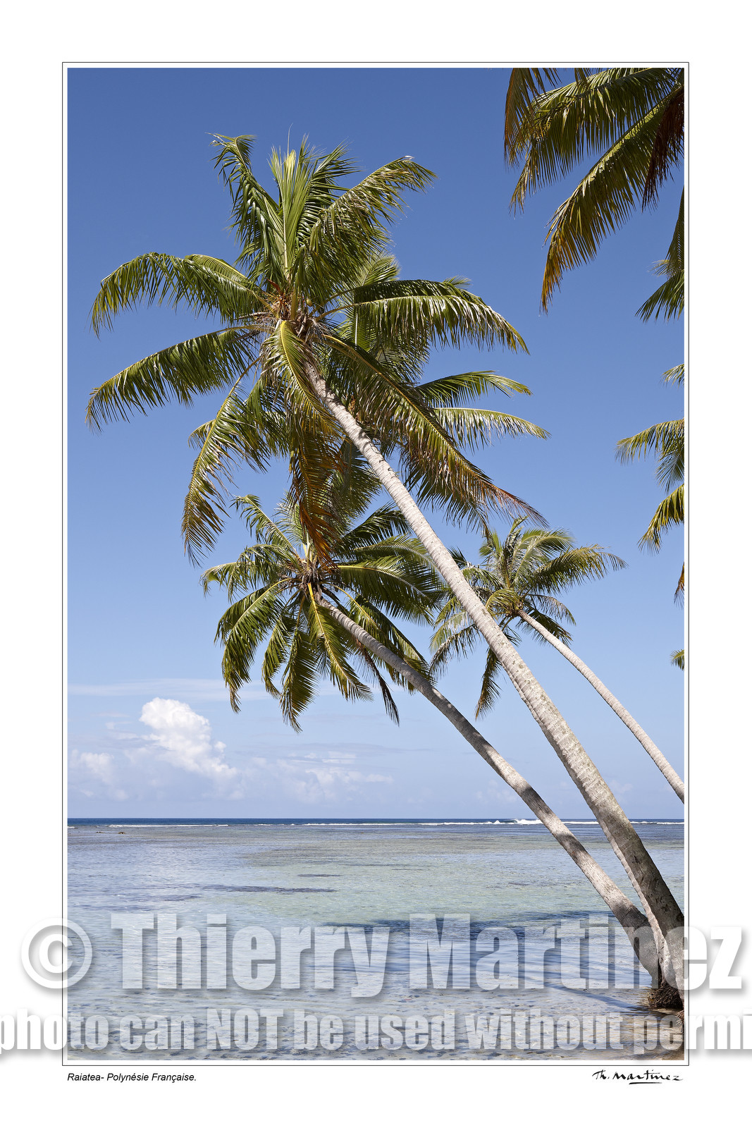 15_24895 - fond blanc -.jpg