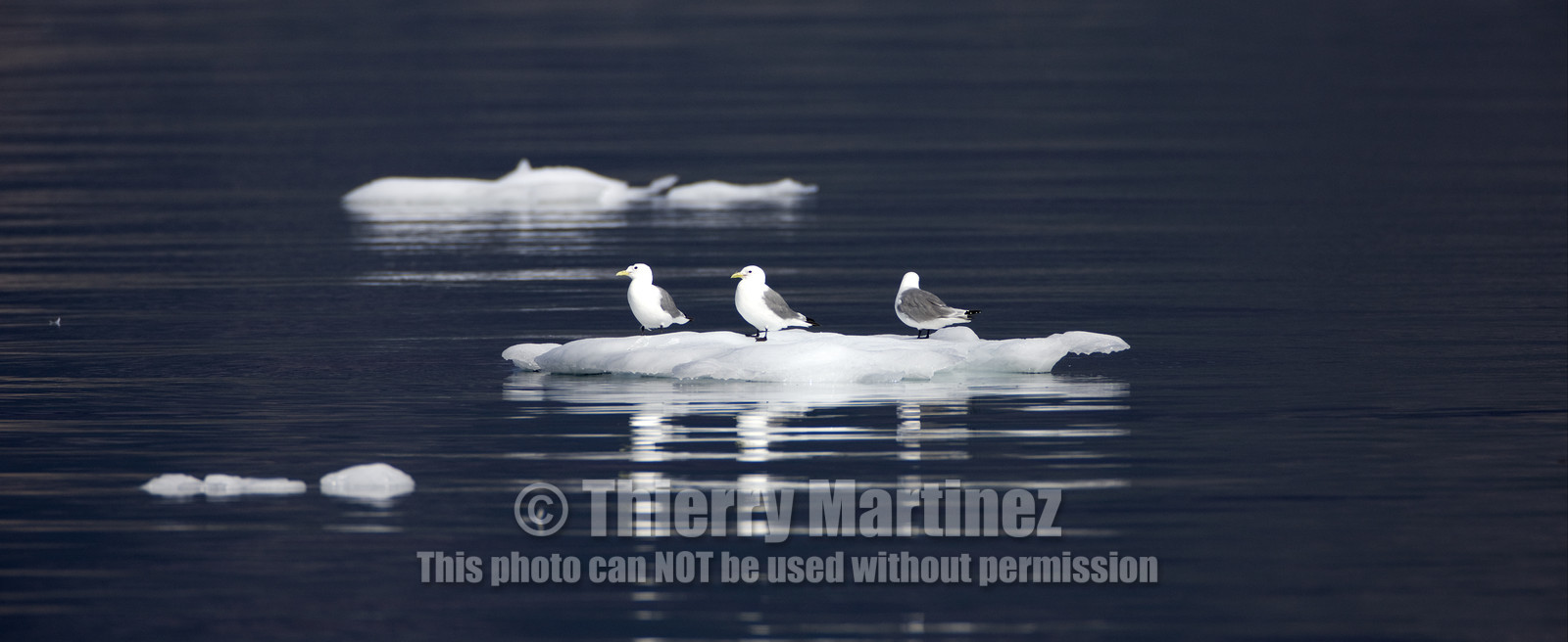 Schooner LA LOUISE sailing on west coast of Greenland.