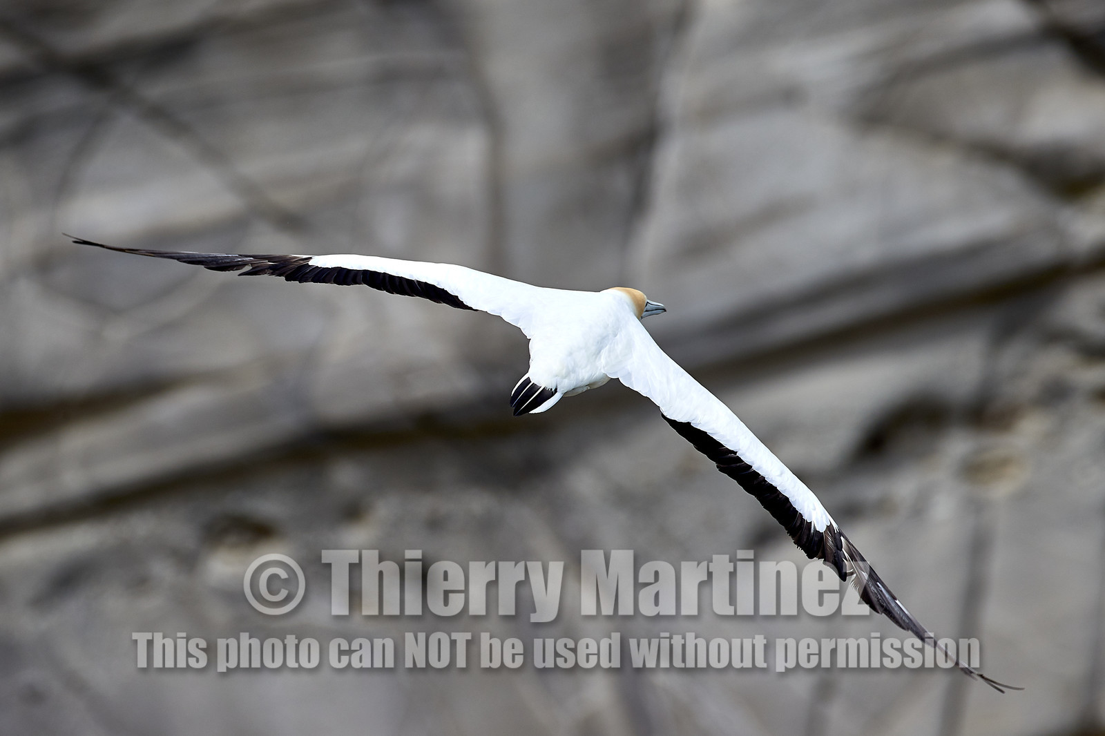 18_029156  ©ThMartinez Sea&Co.  MURIWAI BEACH - NORTH ISLAND. NEW ZEALAND . 11 March  2018. .Gannet ..