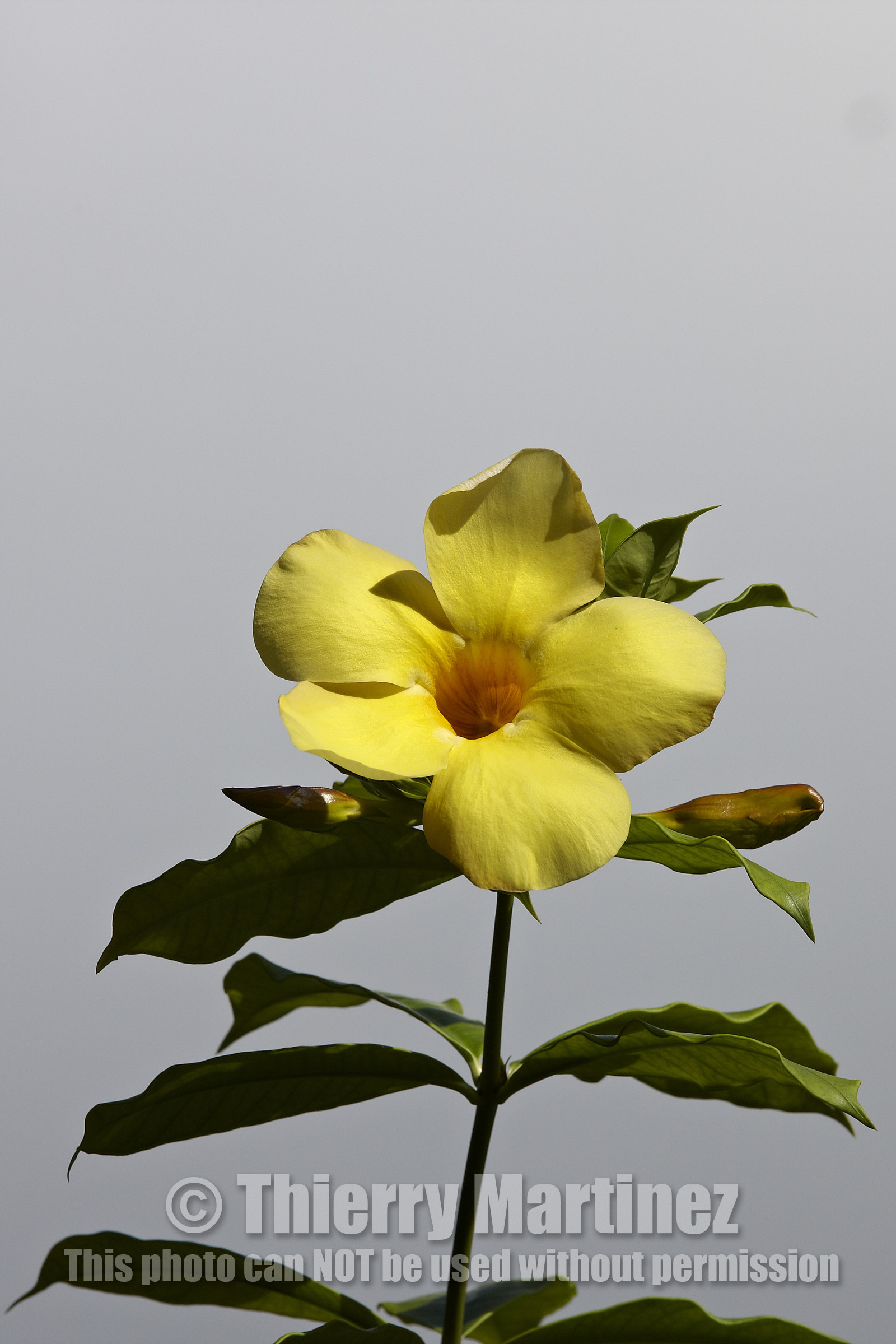 15_023374  ©ThMartinez Sea&Co.  HUAHINE - ILES SOUS LE VENT. POLYNESIE FRANCAISE . 31 January 2015. .Village de FARE.