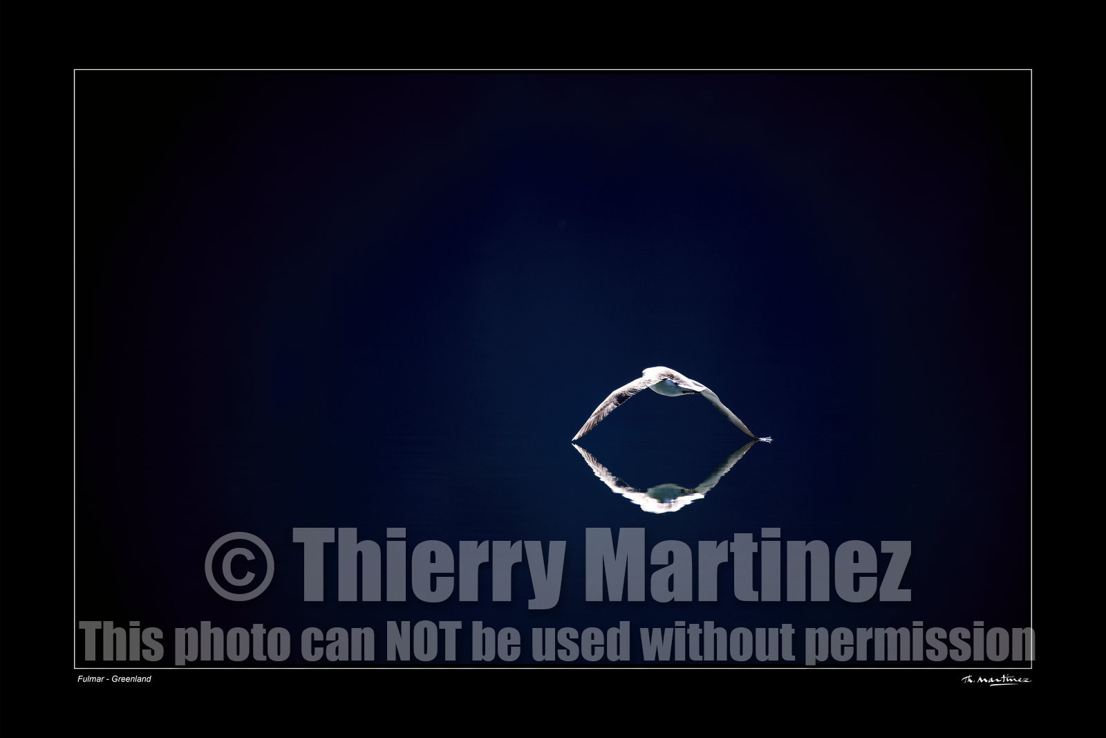 11_26296 FULMAR .jpg