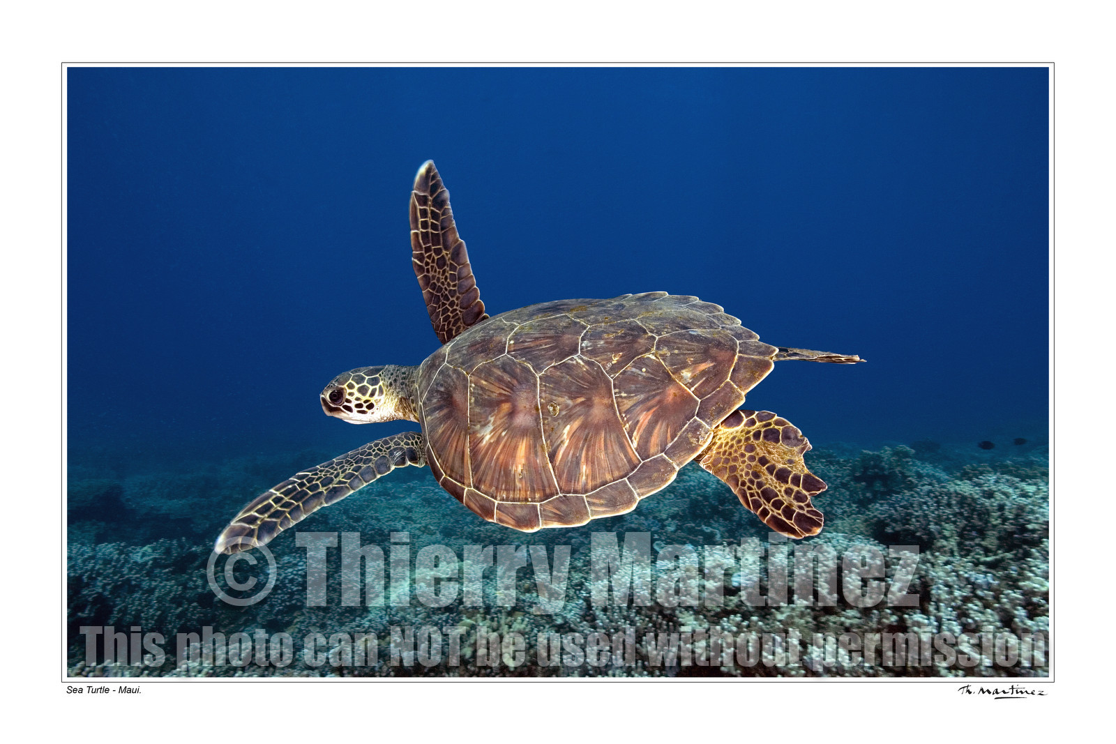 07_01909-tortue fond blanc-.jpg
