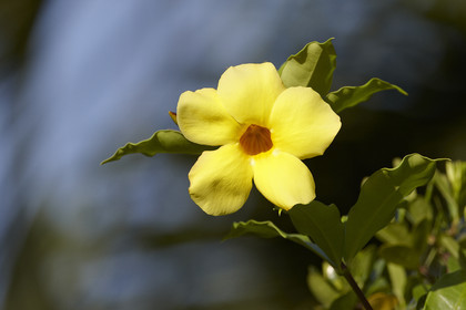 15_023495  ©ThMartinez Sea&Co.  HUAHINE - ILES SOUS LE VENT. POLYNESIE FRANCAISE . 31 January 2015. .Village de FARE.
