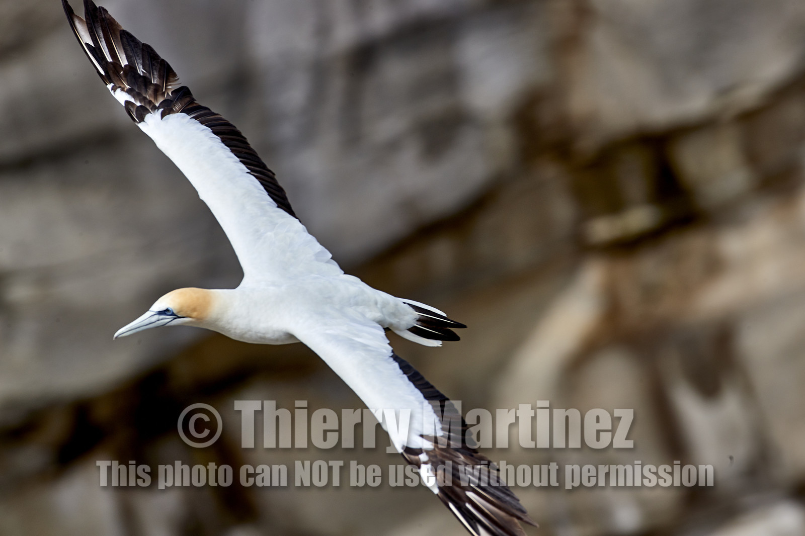 18_029168  ©ThMartinez Sea&Co.  MURIWAI BEACH - NORTH ISLAND. NEW ZEALAND . 11 March  2018. .Gannet ..