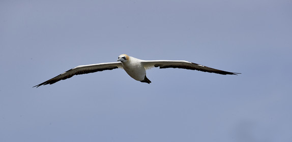 18_029778  ©ThMartinez Sea&Co.  MURIWAI BEACH - NORTH ISLAND. NEW ZEALAND . 11 March  2018. .Gannet ..