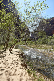 THM-18_052465-ZION Canyon