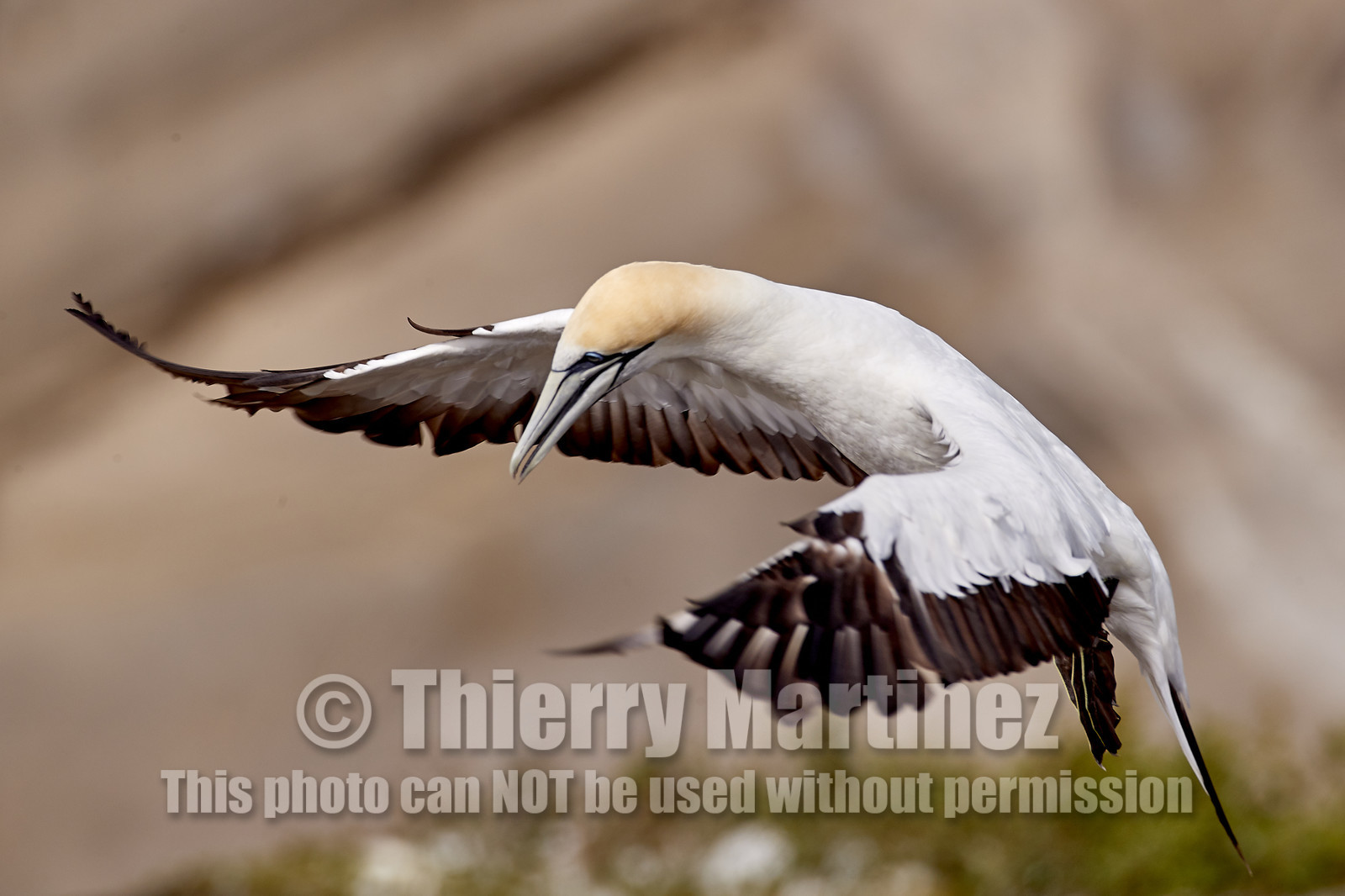 18_029327  ©ThMartinez Sea&Co.  MURIWAI BEACH - NORTH ISLAND. NEW ZEALAND . 11 March  2018. .Gannet ..