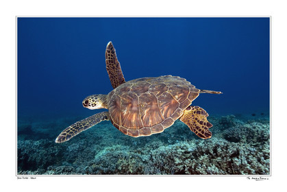 07_01909-tortue fond blanc-.jpg