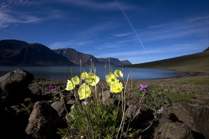 Schooner LA LOUISE sailing on west coast of Greenland.