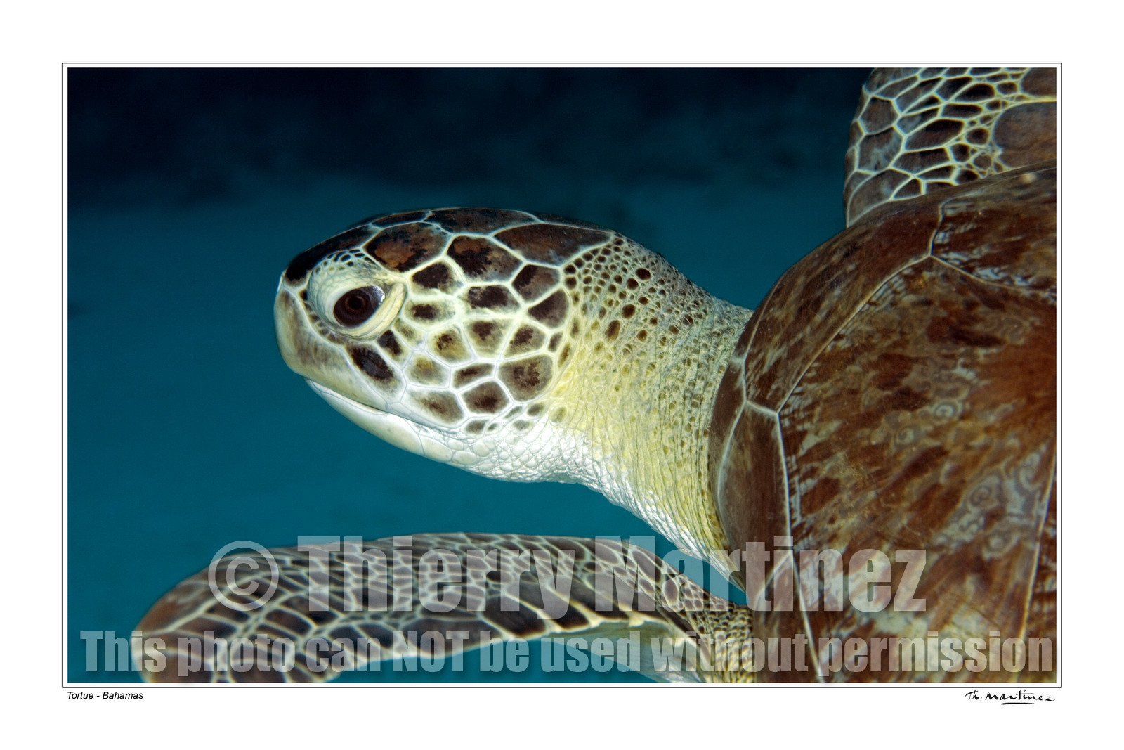 06_20121-tortue-bahamas-fond blanc-.jpg